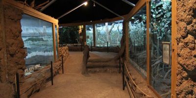 Guatemala-museo-historia-natural-1950