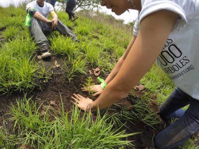 guatemala plantemos 100 arboles
