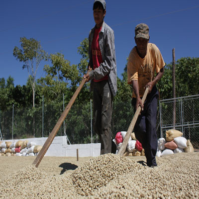 cafetales-conguaco-jutiapa-guatemala