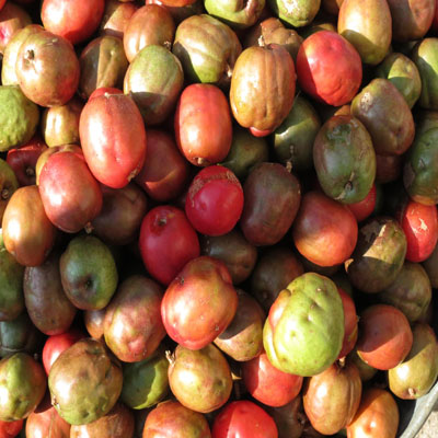 comapa-jutiapa-guatemala-jocotes