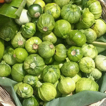 guicoyitos
