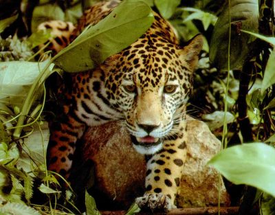 Datos de la Leyenda de Guatemala, sobre el cerro Tzumuy