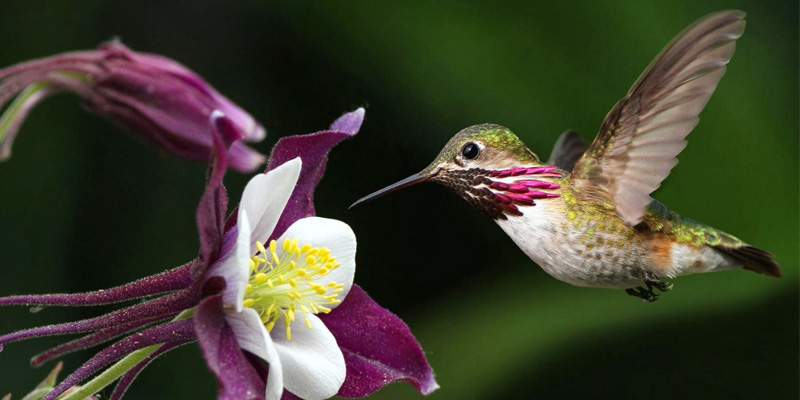 Leyenda del Colibrí Enamorado en Guatemala