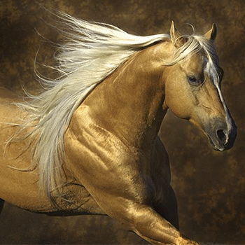 Leyenda el Caballo de Oro