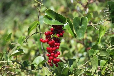 Planta de Zarzaparrilla Leyenda de Guatemala del Cerro Tzumuy