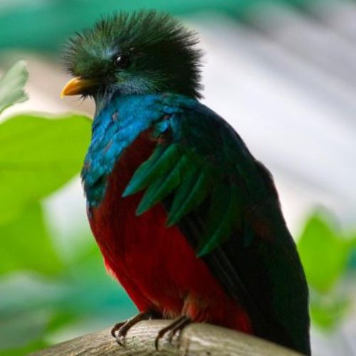 El Quetzal es el Ave Nacional de Guatemala