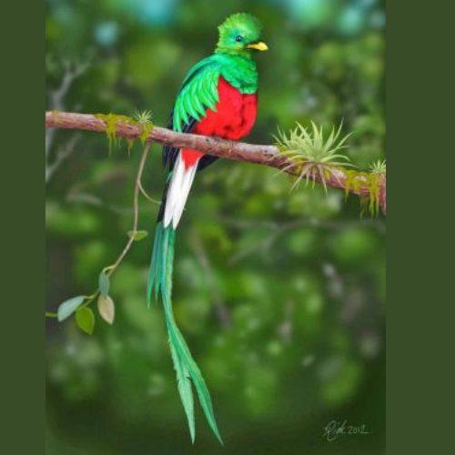 El Quetzal, Ave Nacional de Guatemala
