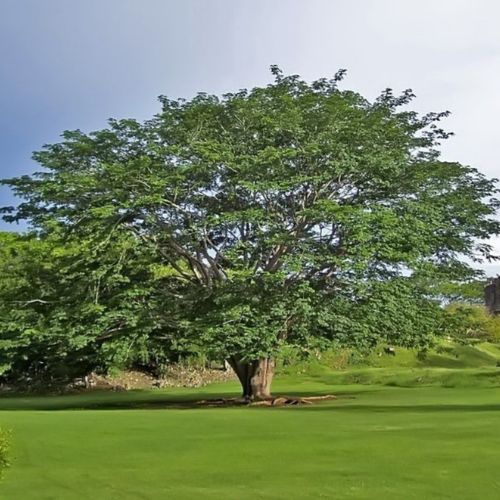 La Ceiba, Árbol Nacional de Guatemala