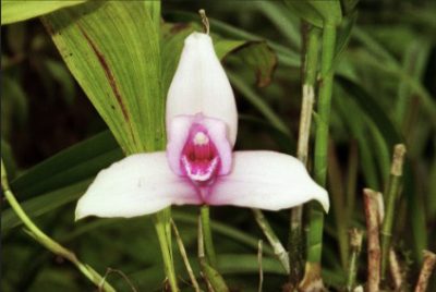 La Monja Blanca es la Flor Nacional de Guatemala