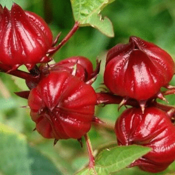 ROSA DE JAMAICA EN GUATEMALA