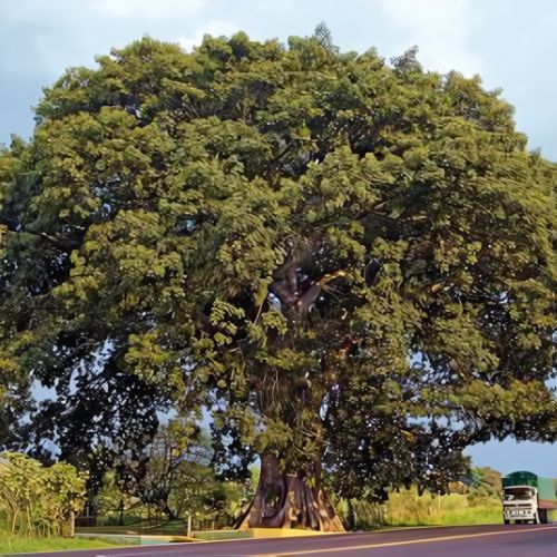 ceiba