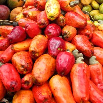 receta-refresco-jocote-maranon-guatemala-fruto