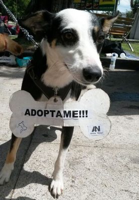 adopcion abrazo animal