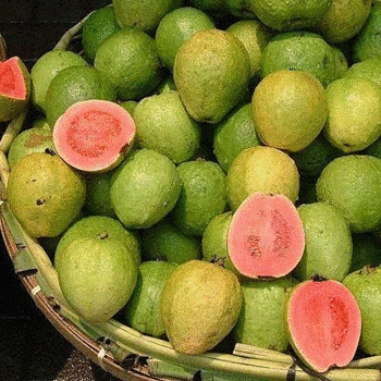 colochos de guayaba
