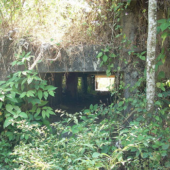 historia del viejo palmar