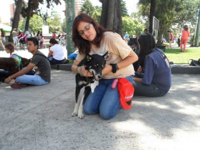 voluntariado abrazo animal