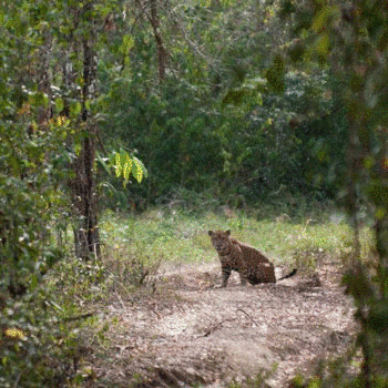 biodiversidad sierra lacandon