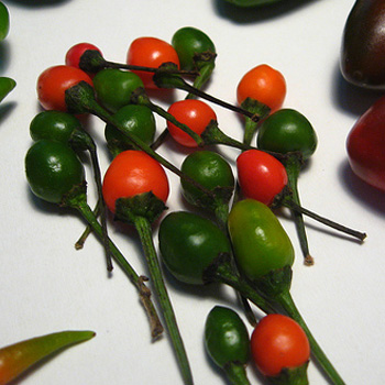 salsa chiltepe