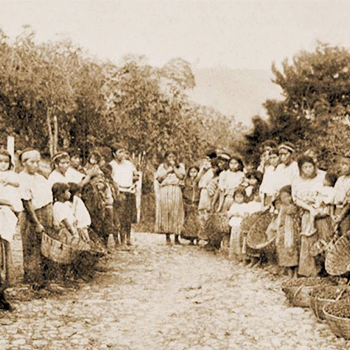 Historia del café en Guatemala