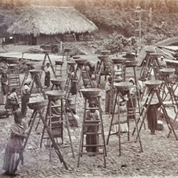 Historia del café en Guatemala
