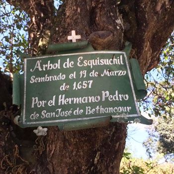 arbol del hermano pedro