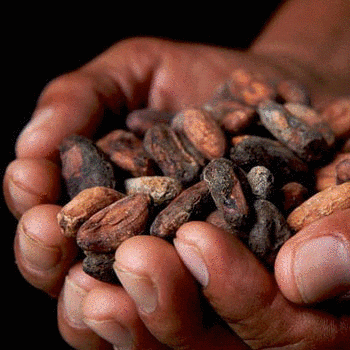 cacao guatemala
