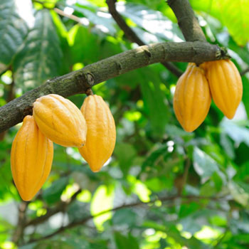 cacao