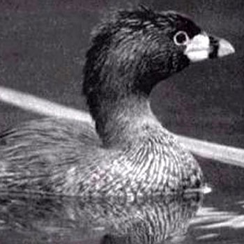 pato poc guatemala
