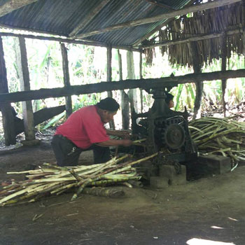 preparacion boj