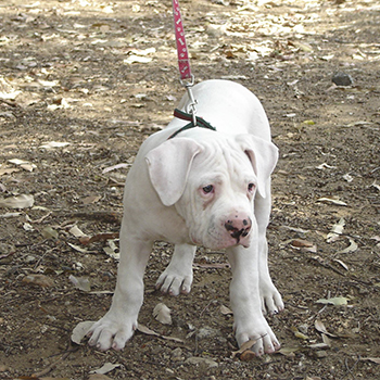 Dogo Guatemalteco cachorro