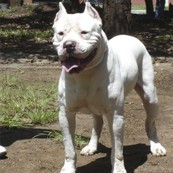 Dogo Guatemalteco 2