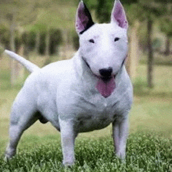 historia-dogo-guatemalteco-cruza-bull-terrier-ingles-dalmata-boxer