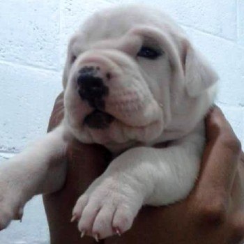 historia-dogo-guatemalteco-origen-bull-terrier-arturo-chavez-acangua-asociacion-canofila-guatemala