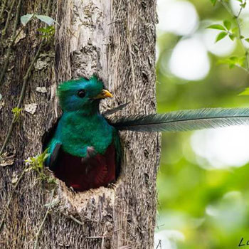 leyenda quetzal guatemala