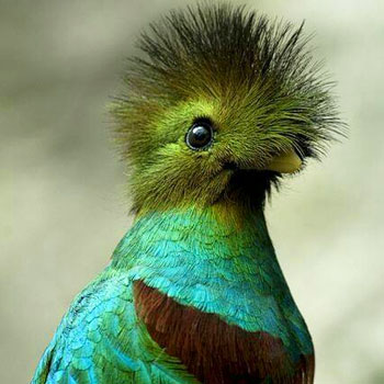 quetzal guatemala