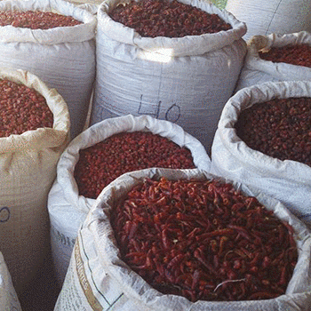 origen del chile cobanero de guatemala