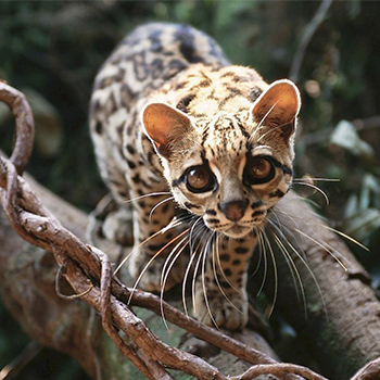 Sierra Madre en Guatemala
