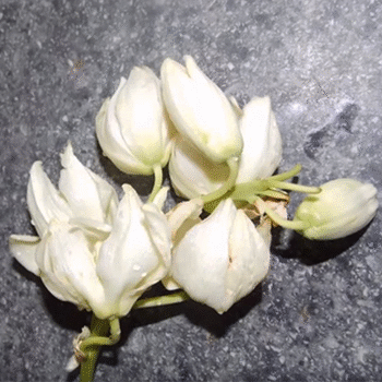 Receta de envueltos de flor de izote guatemaltecos