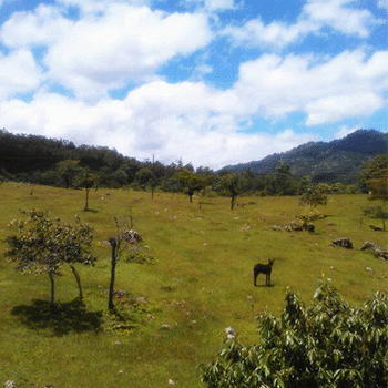 Municipio de Pachalum, Quiché