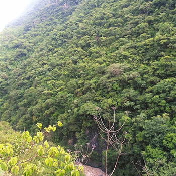 Municipio de San Pedro Necta, Huehuetenango