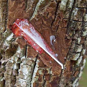 Origen del chicle en Guatemala