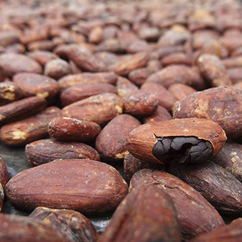 El cacao era la moneda de los mayas en Guatemala