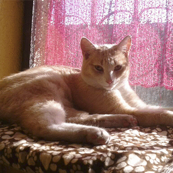 Cómo denunciar maltrato animal en Guatemala