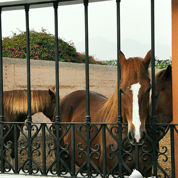 Cómo denunciar maltrato animal en Guatemala