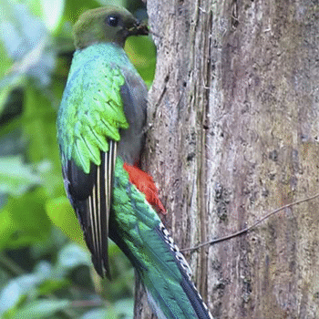 Refugio del Quetzal en San Marcos