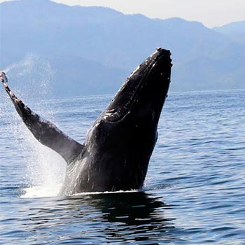 Avistamiento-de-ballenas-en-Guatemala