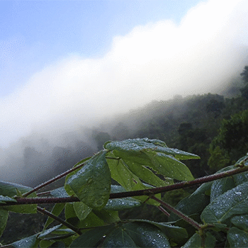 ¿Qué es el Chipi Chipi en Guatemala?