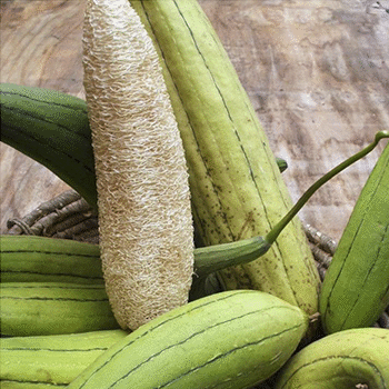 ¿Qué significa la palabra "Pashte" en Guatemala?