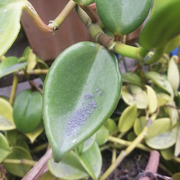 Qué hacer después de caída de ceniza volcánica en Guatemala