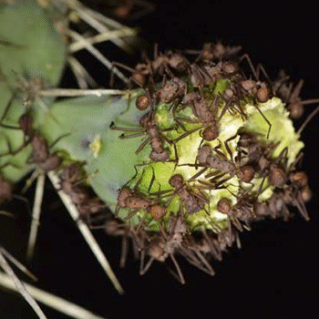 Reserva Natural para la Conservación del Heloderma y el Bosque Seco en Zacapa